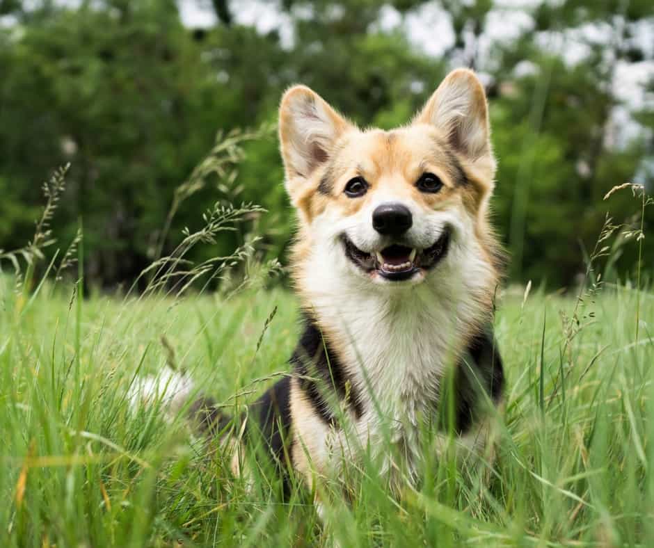 happy dog ocean park village