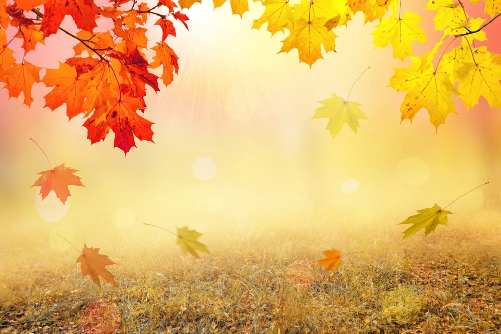 Fall Special