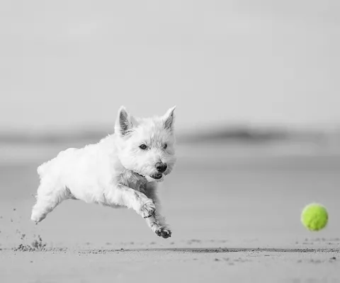 shutterstock_490592689-6