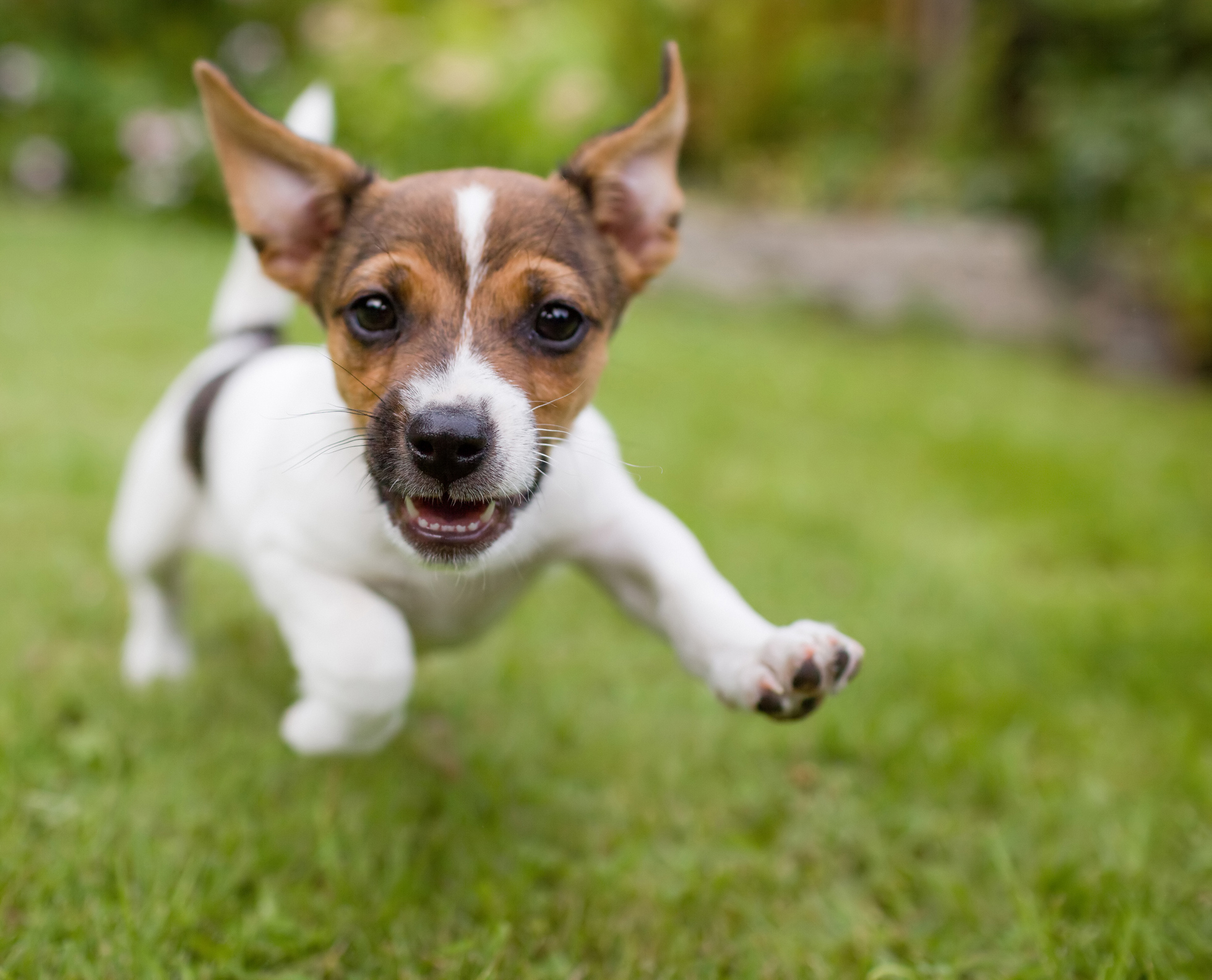 pet friendly apartments