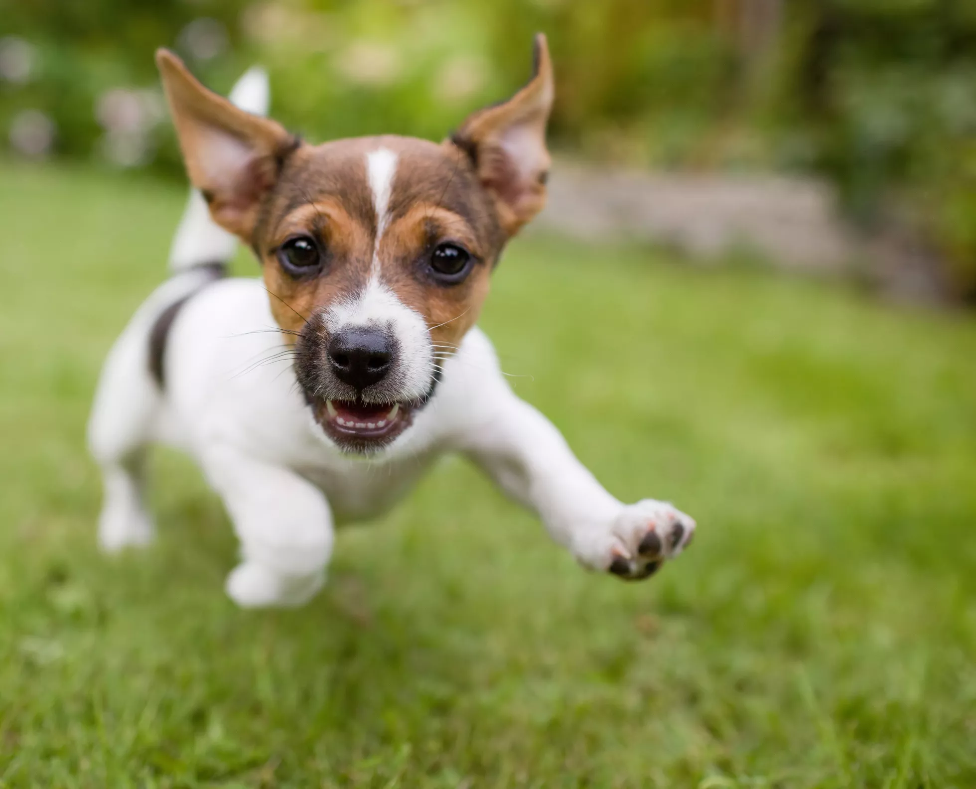 pet friendly apartments