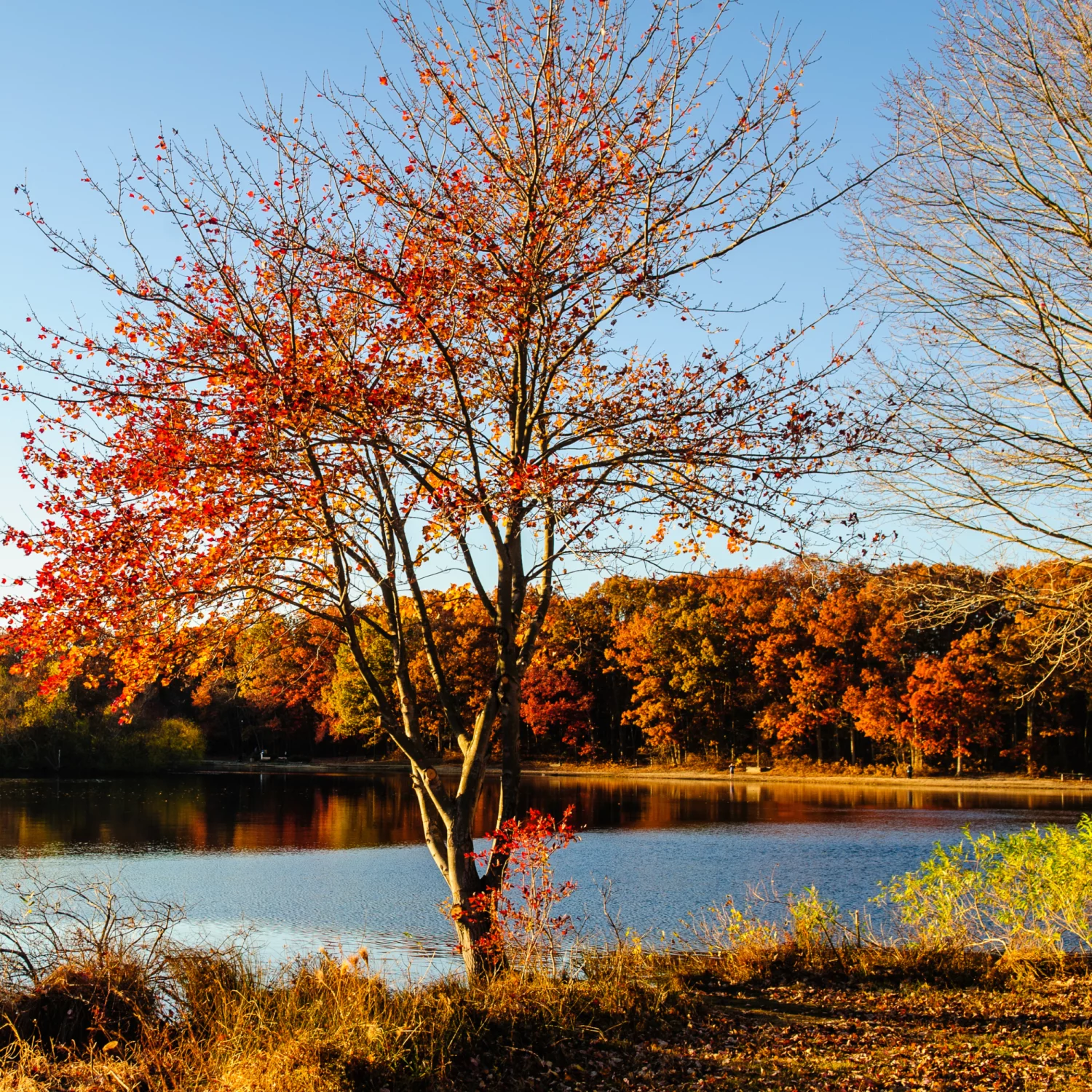 turkey swamp park nj