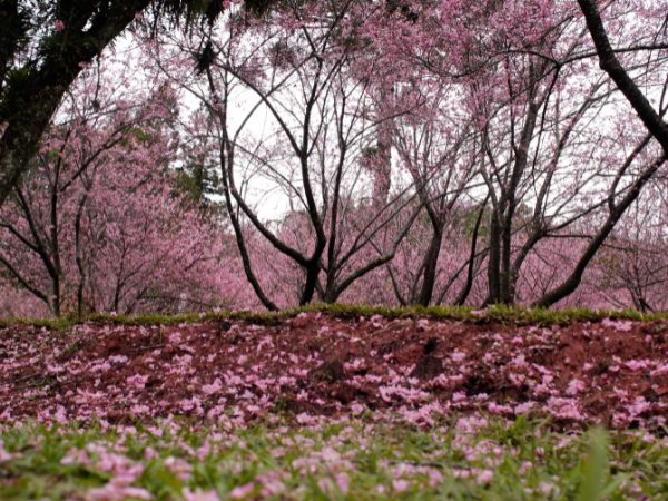 branch brook park nj
