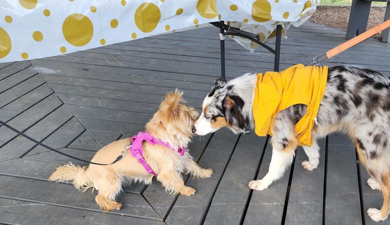 rachel gardens pup party