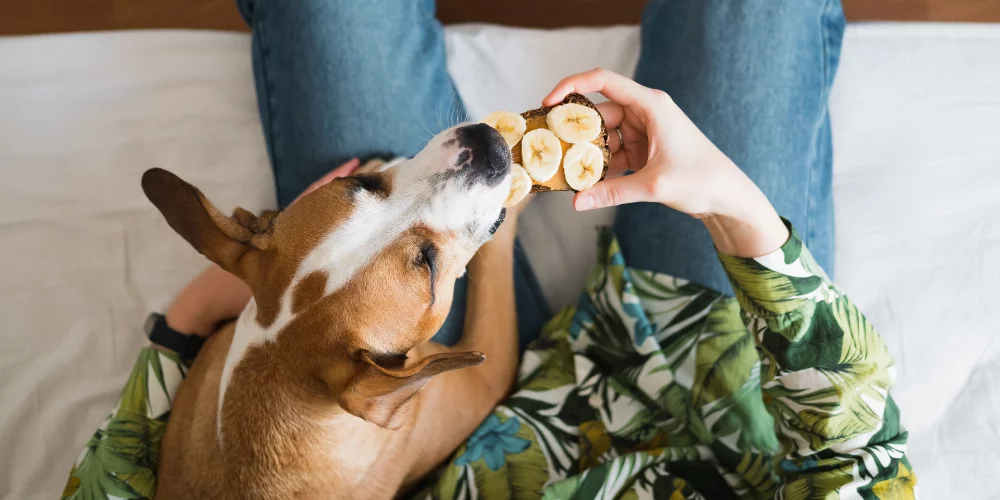 pet friendly apartments