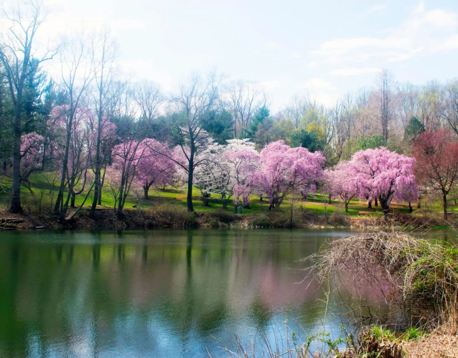 cherry blossom trees