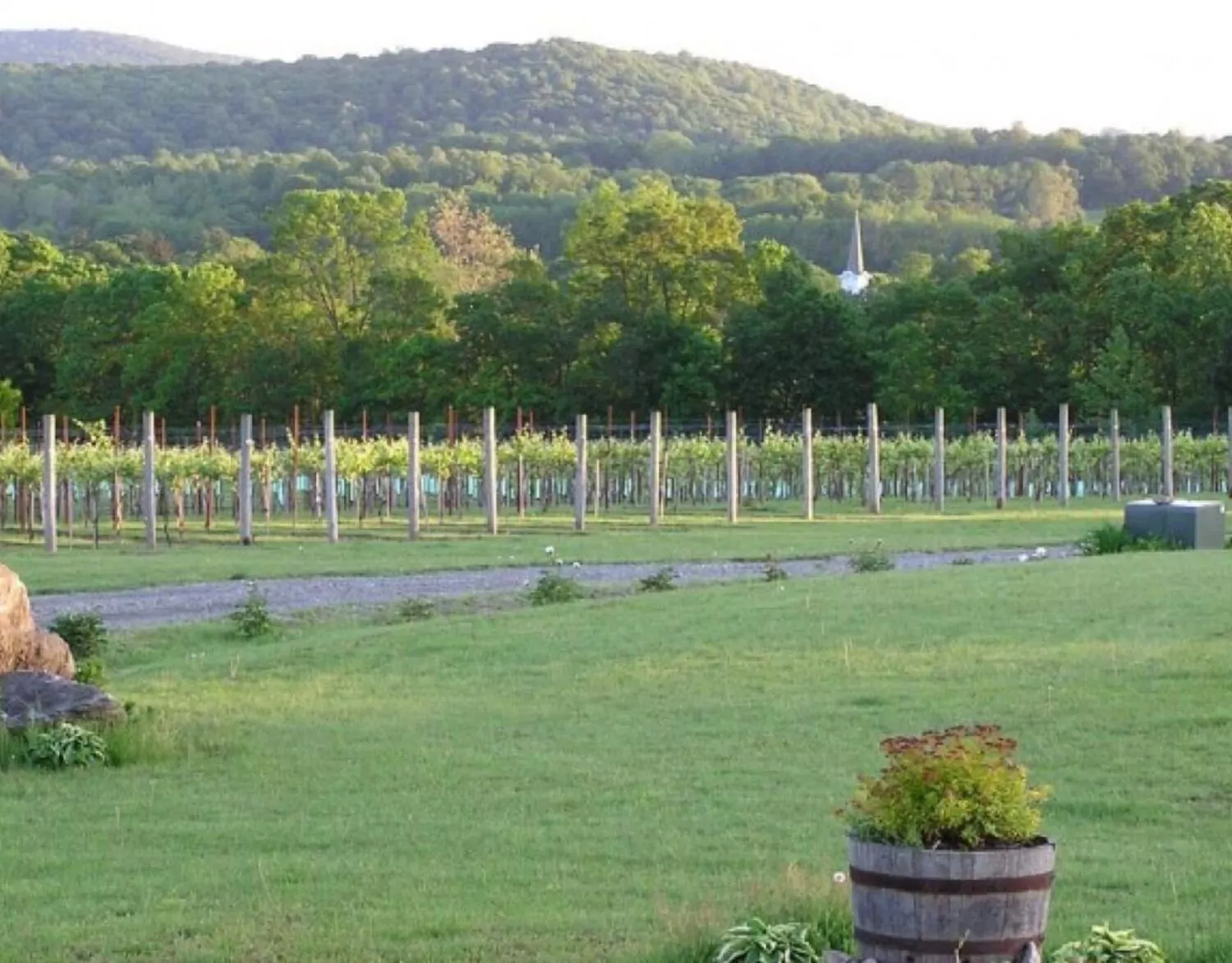Villa Milagro Vineyard