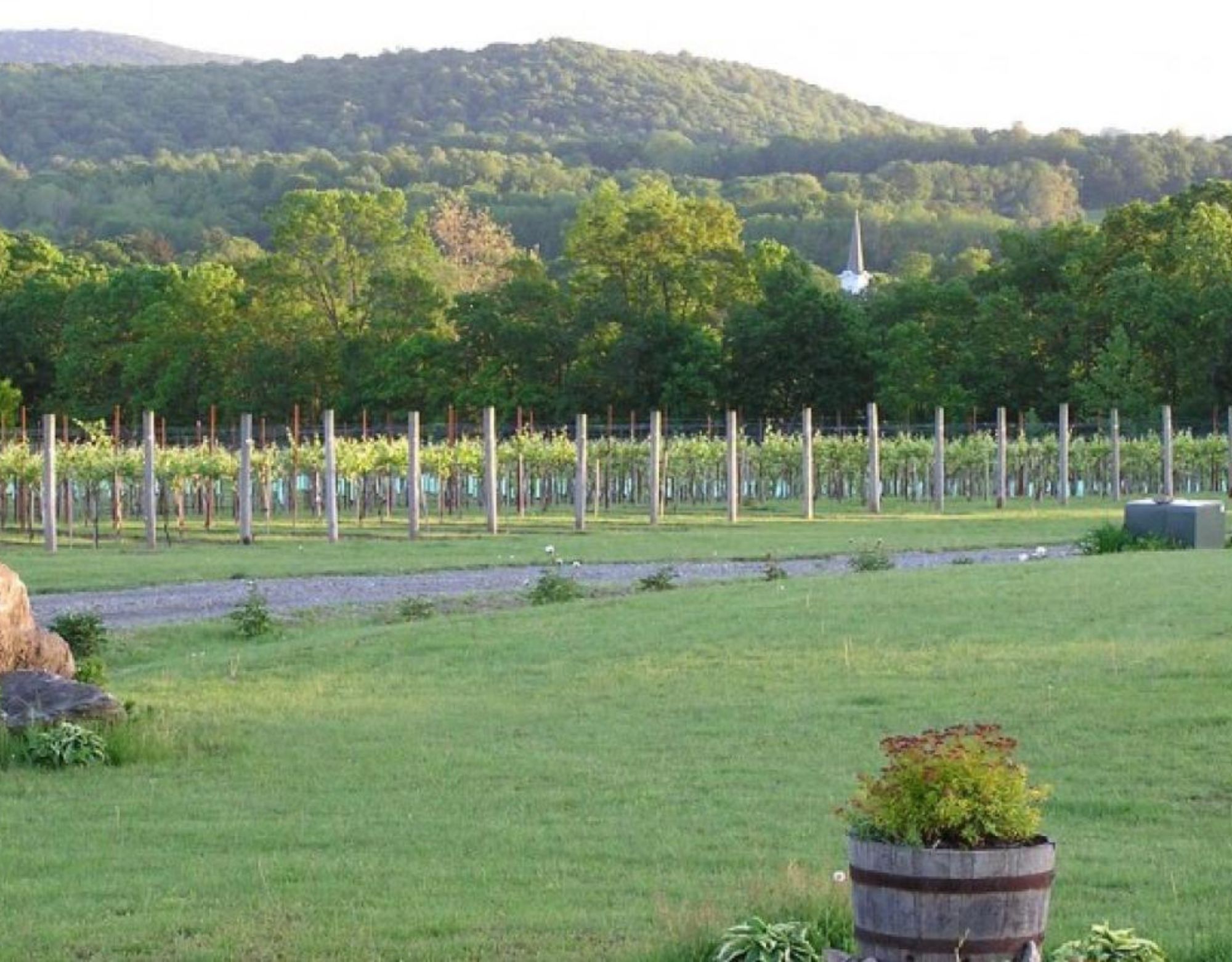 Villa Milagro Vineyard