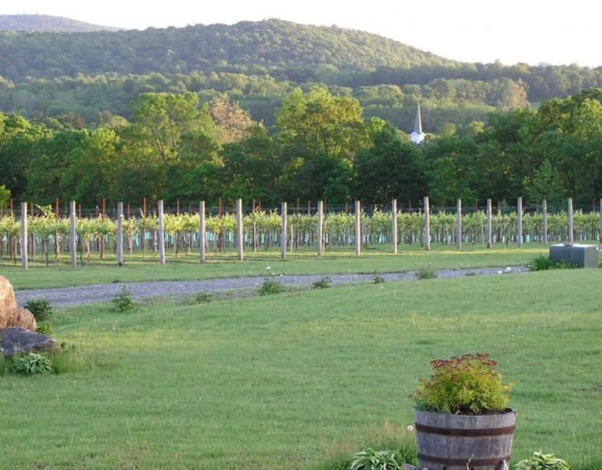 Villa Milagro Vineyard