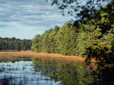 bass river state forest